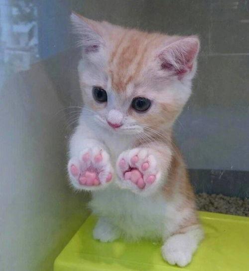 猫咪吃瓜的文案短句