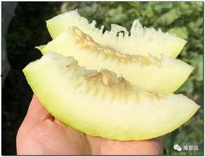 吃瓜婆链接,网络红人的崛起与影响力