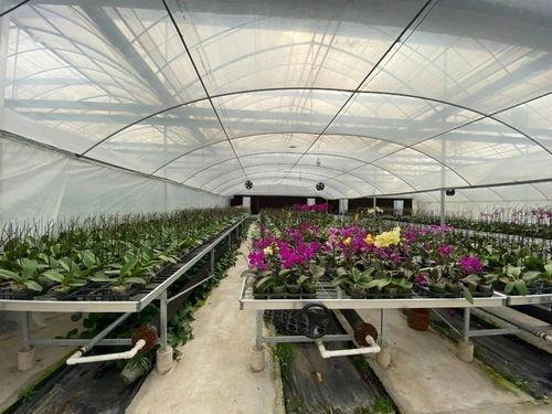 在大棚里吃瓜,揭秘大棚西瓜的独特魅力