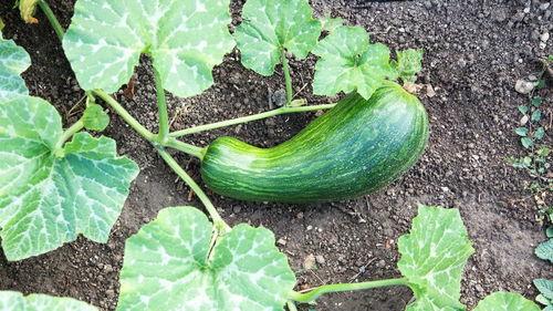 减肥瓠瓜怎么吃,轻松享瘦的绿色选择