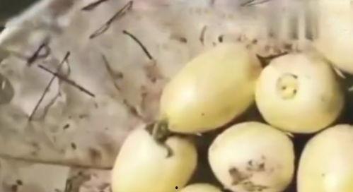 蜜罐瓜可以吃种子吗