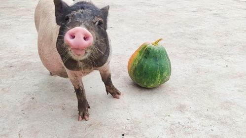 直播吃瓜小猪是谁啊视频