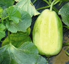 火银瓜需要扒皮吃吗视频,解锁美味新体验