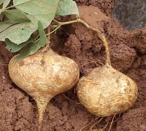 土瓜长牙还可以吃吗视频,食用安全指南揭秘