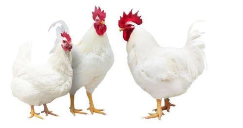 肉鸡可以吃兰瓜吗视频