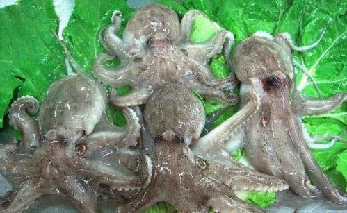 活章鱼吃瓜完整视频下载