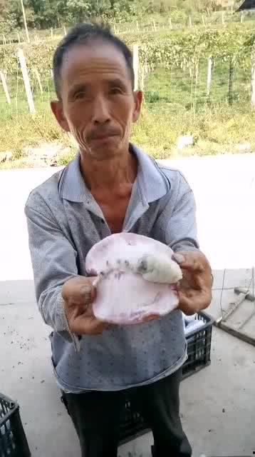 大叔瓜没卖完可以吃吗视频,揭秘能否美味共享